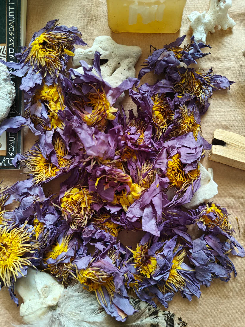 Infusion de Lotus Bleu / Blue Lotus Flowers