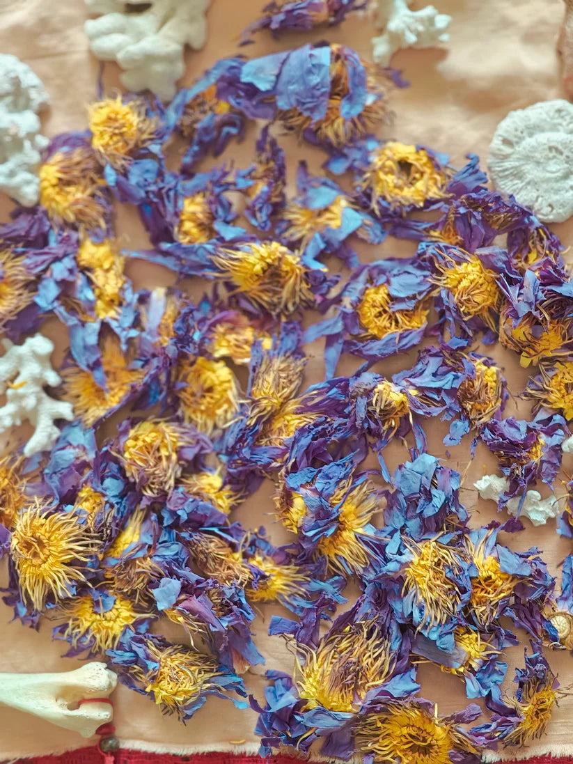 Infusion de Lotus Bleu / Blue Lotus Flowers