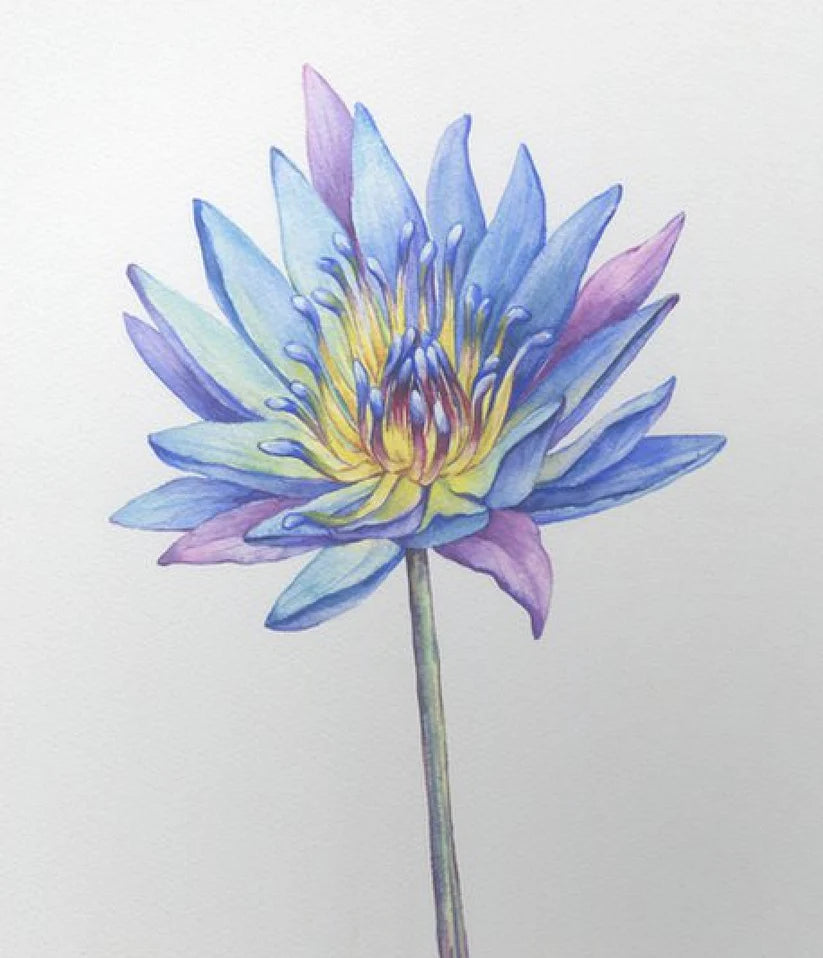 Huile distillée de Lotus Bleu (Extra Puissant)
