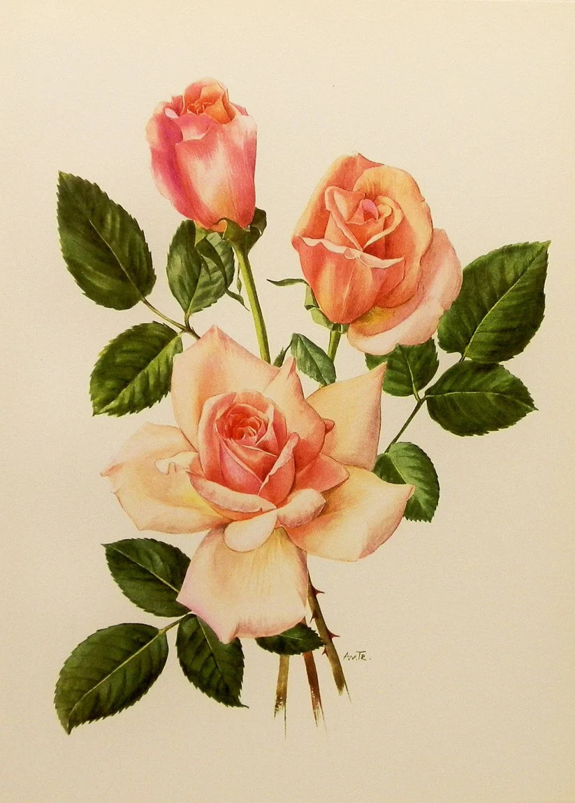 Huile de Rose de Damas / Rose Damask Steam Distilled Oil