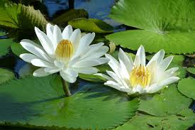 Huile de Lotus Blanc / White Lotus Steam Distilled Oil