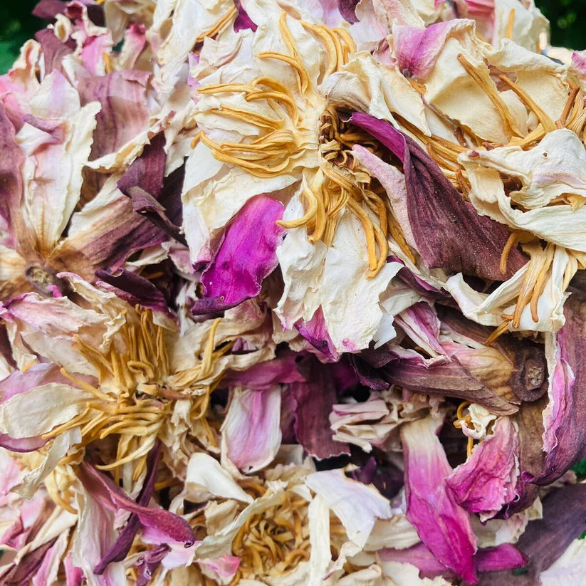 Infusion de Lotus Blanc / White Lotus Flowers